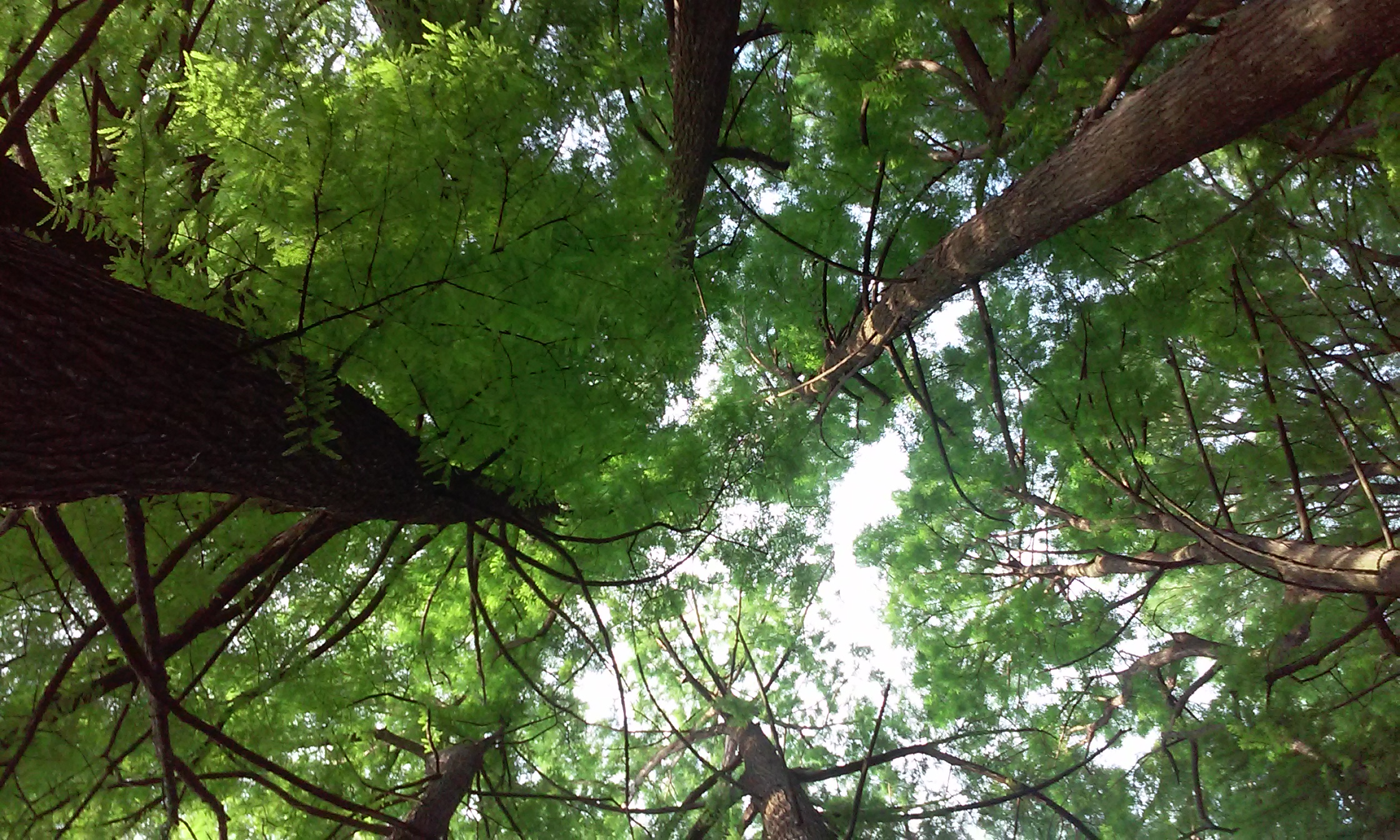 Curăţenie de primăvară în Parcul Rozelor din Severin