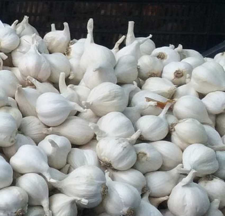 Programul pentru usturoi în Olt