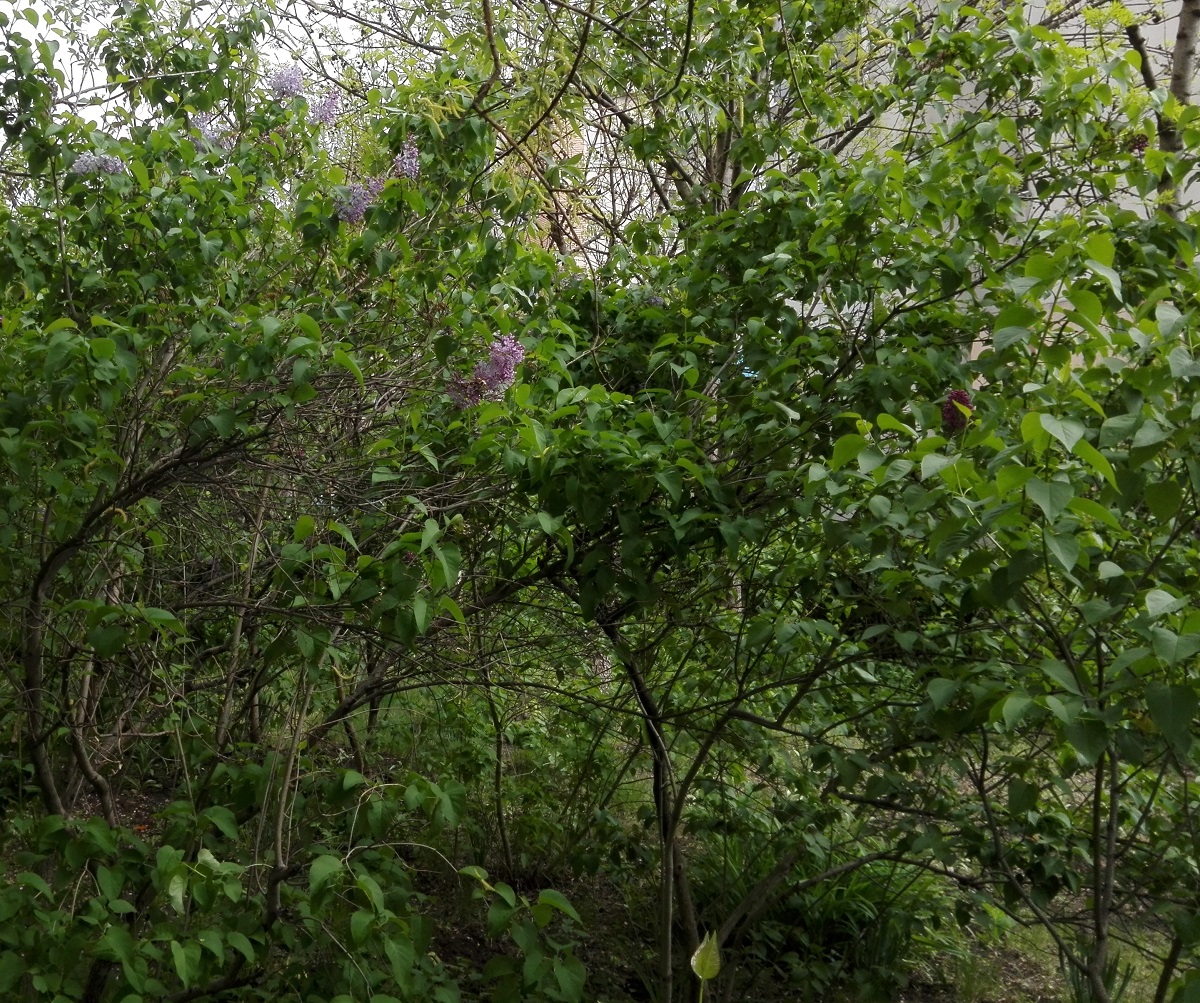 Vremea, sâmbătă, în Oltenia (audio)