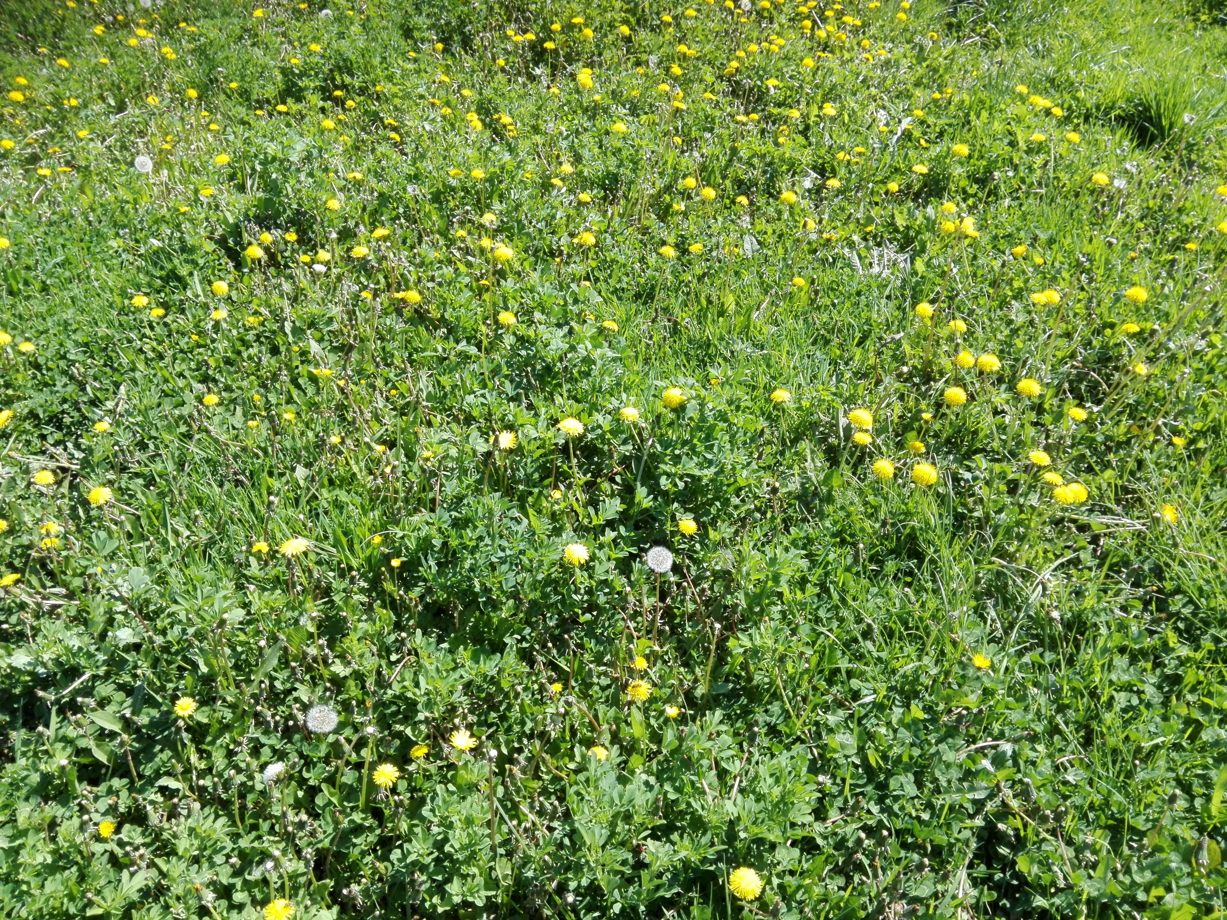 Atenție la ciuperci! (audio)