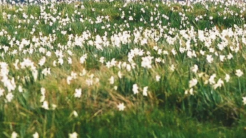 Sărbătoarea Narciselor, la Târgu-Jiu