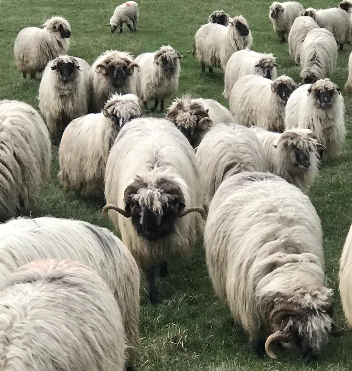 Ziua Oilor, la Londra