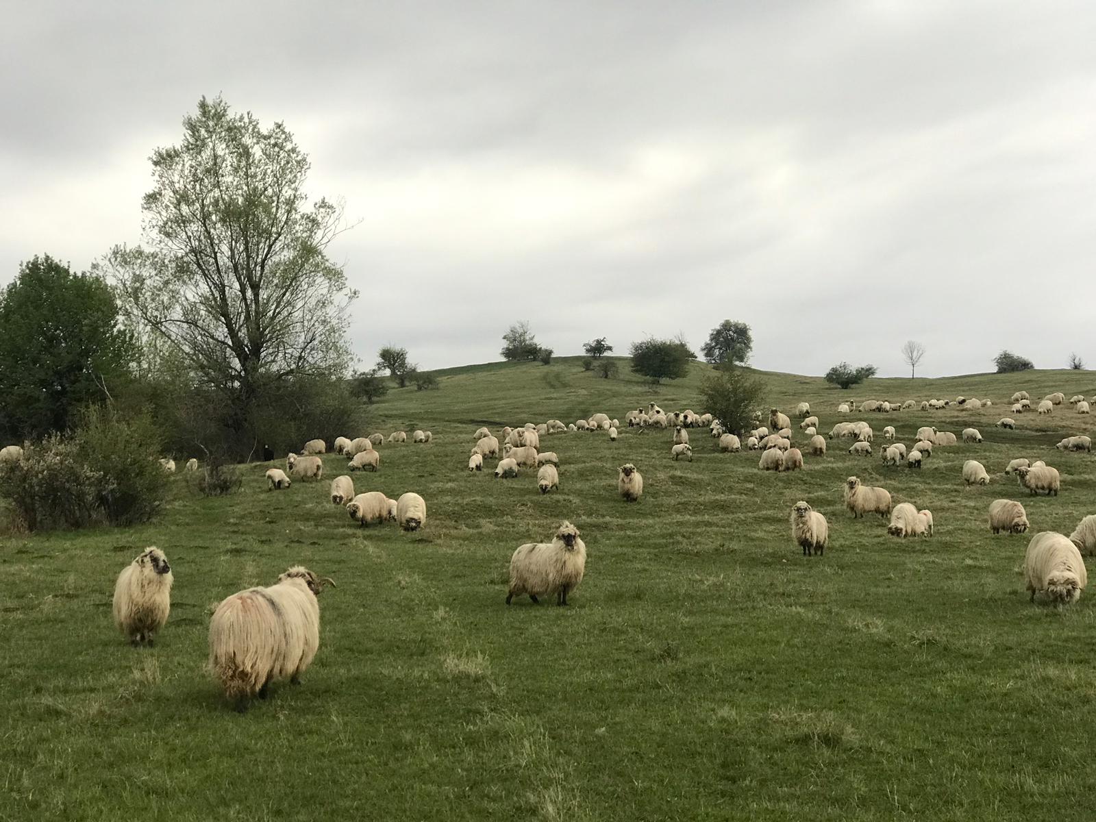 Un cioban a sunat la 112 că ar fi fost răpit