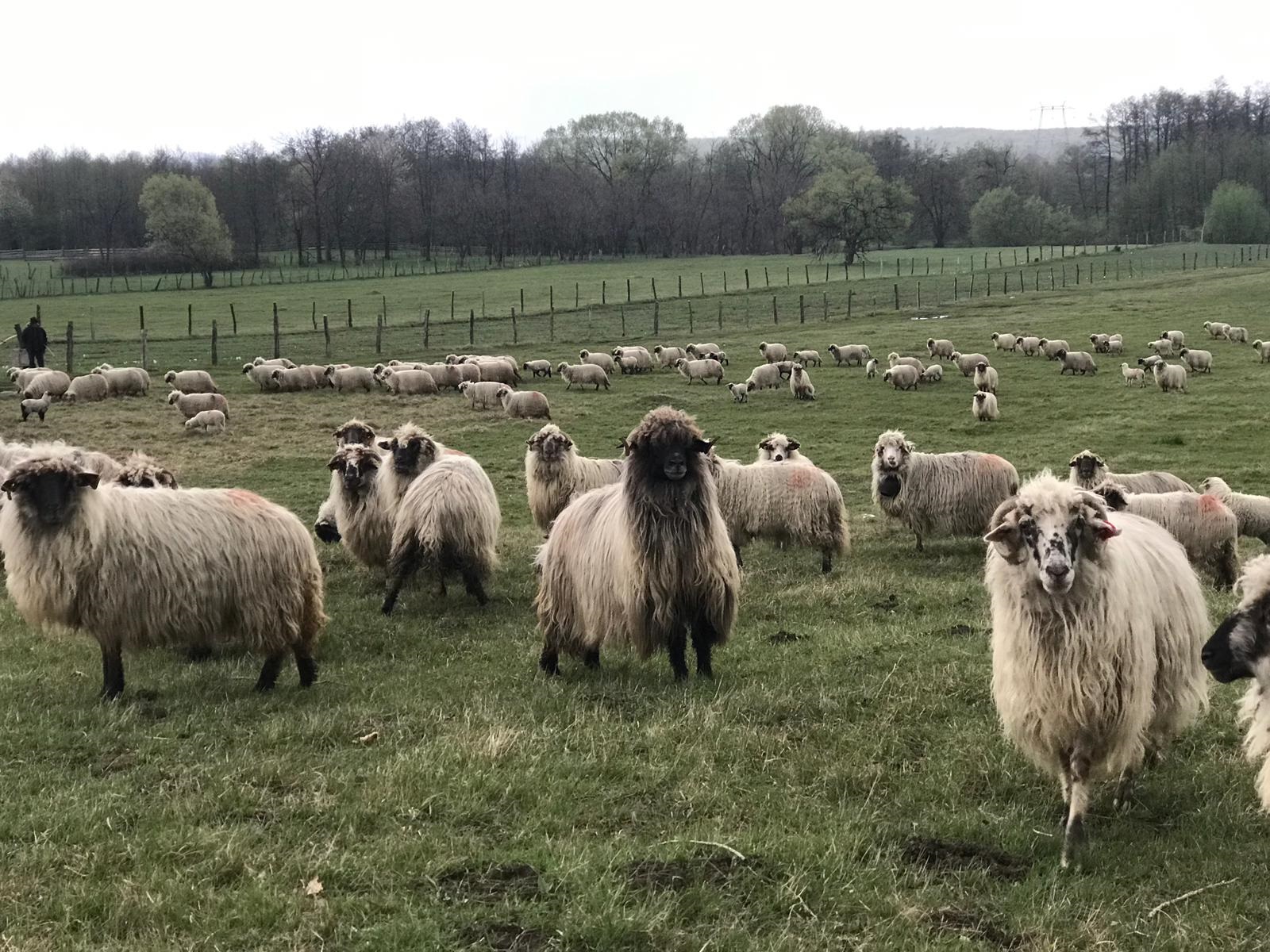 Urcatul Oilor la Munte, ediția a 52-a