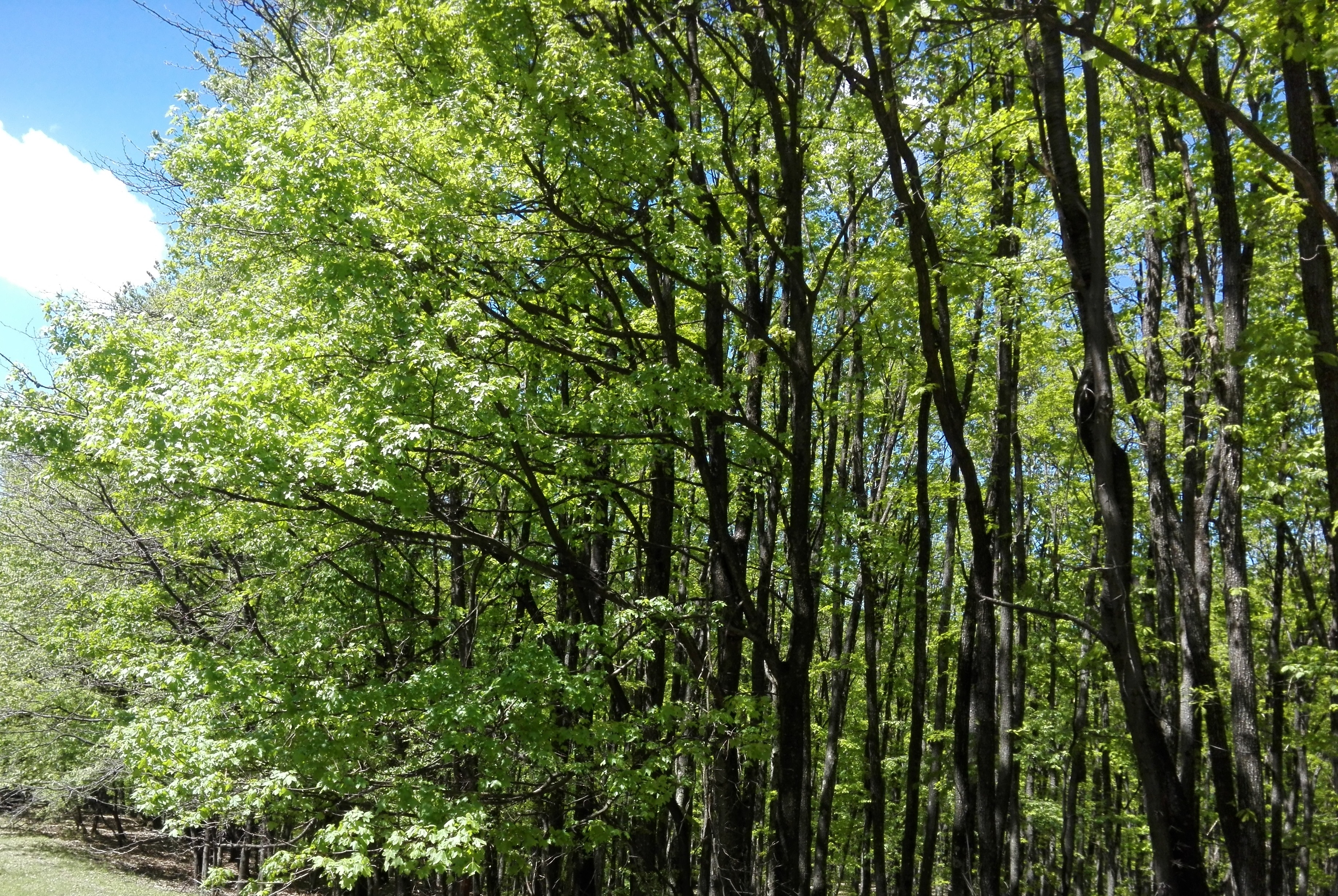 Marşuri pentru păduri în mai multe oraşe din ţară