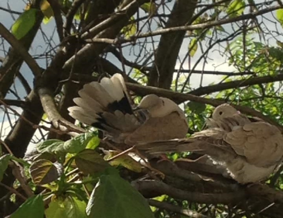 Vremea, sâmbătă, în Oltenia (audio)