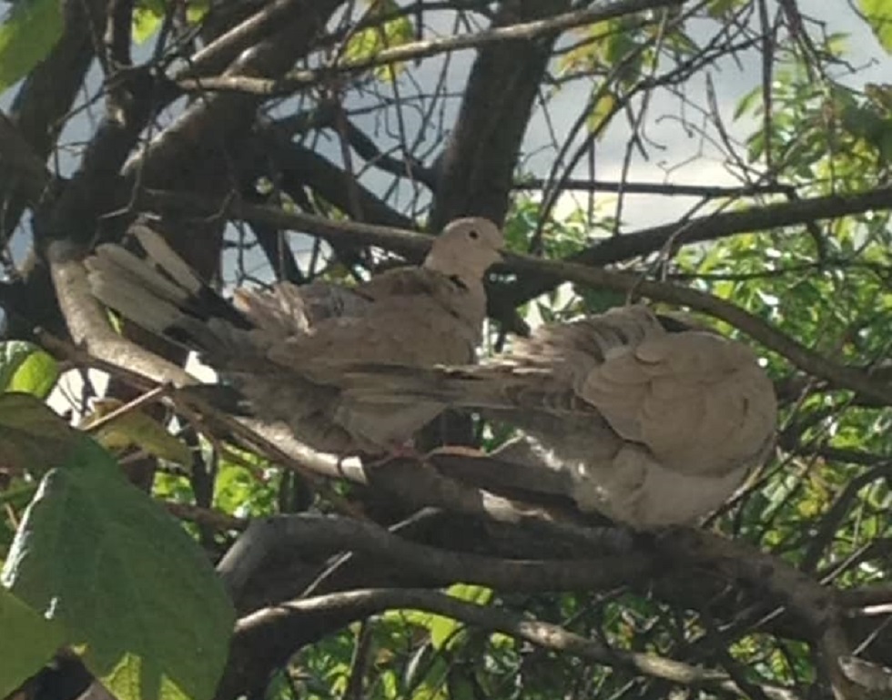 Vremea, 10/11 mai, în Oltenia (audio)