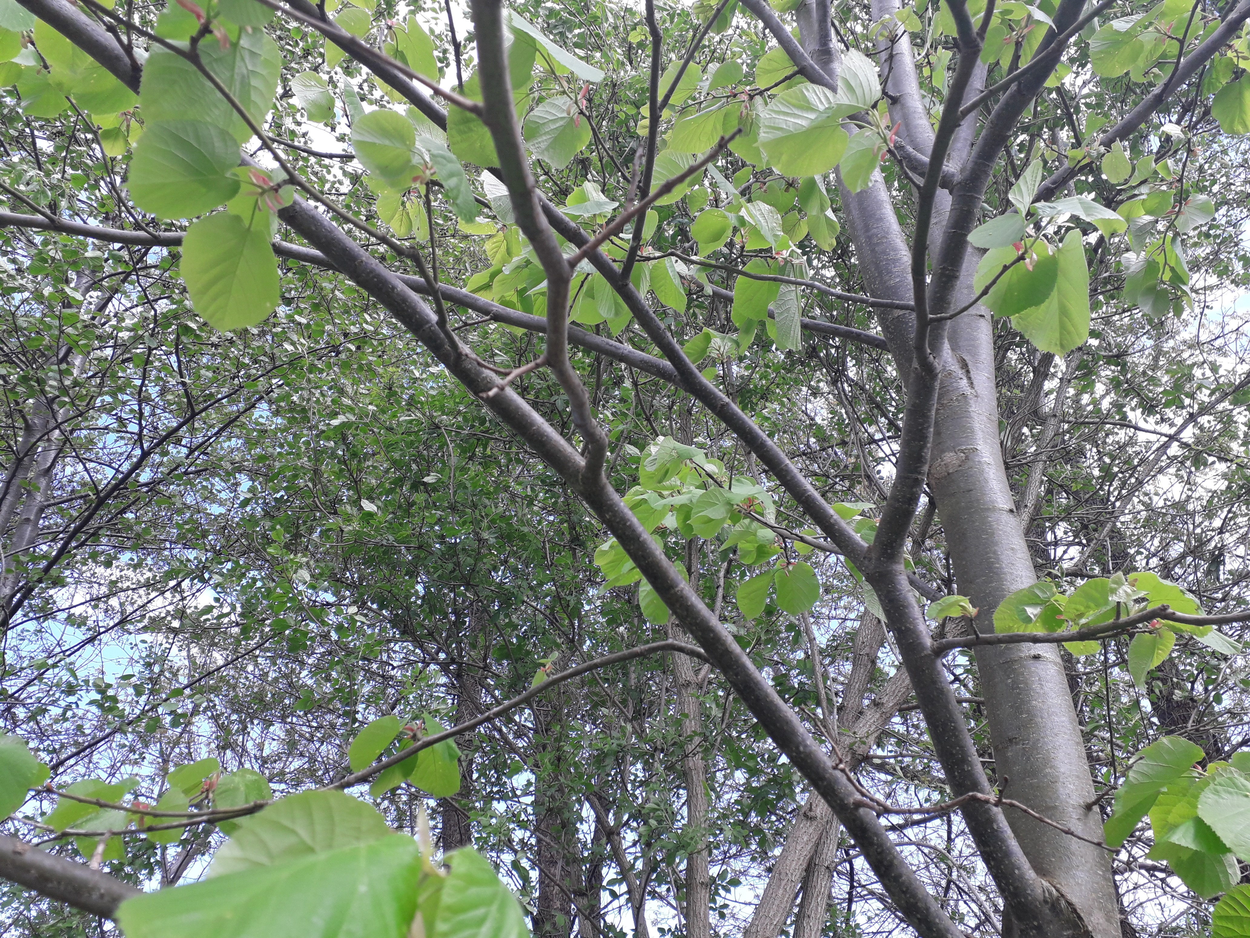 Luni începe Ramadanul