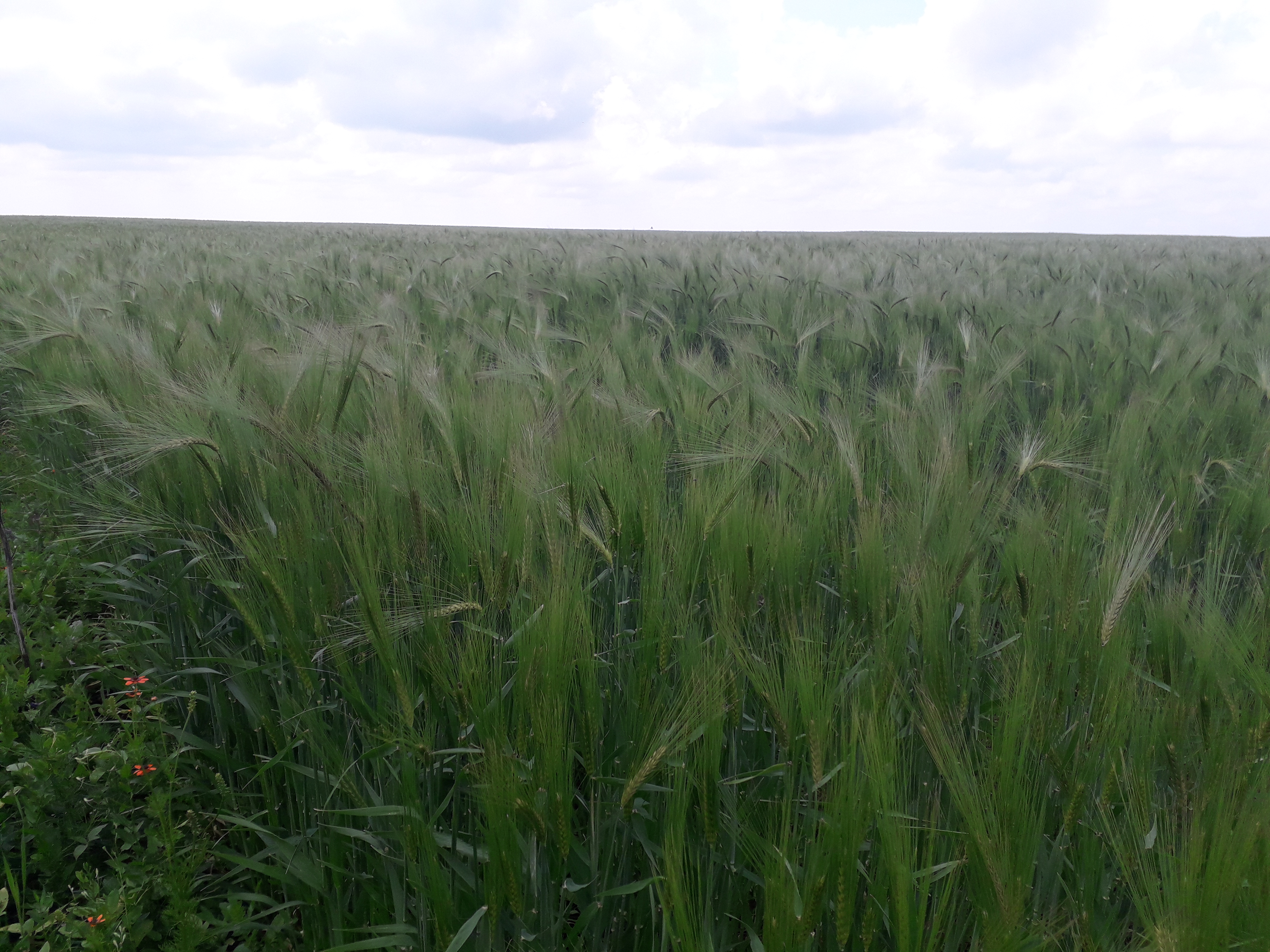 Vremea, 23/24 mai, în Oltenia (audio)