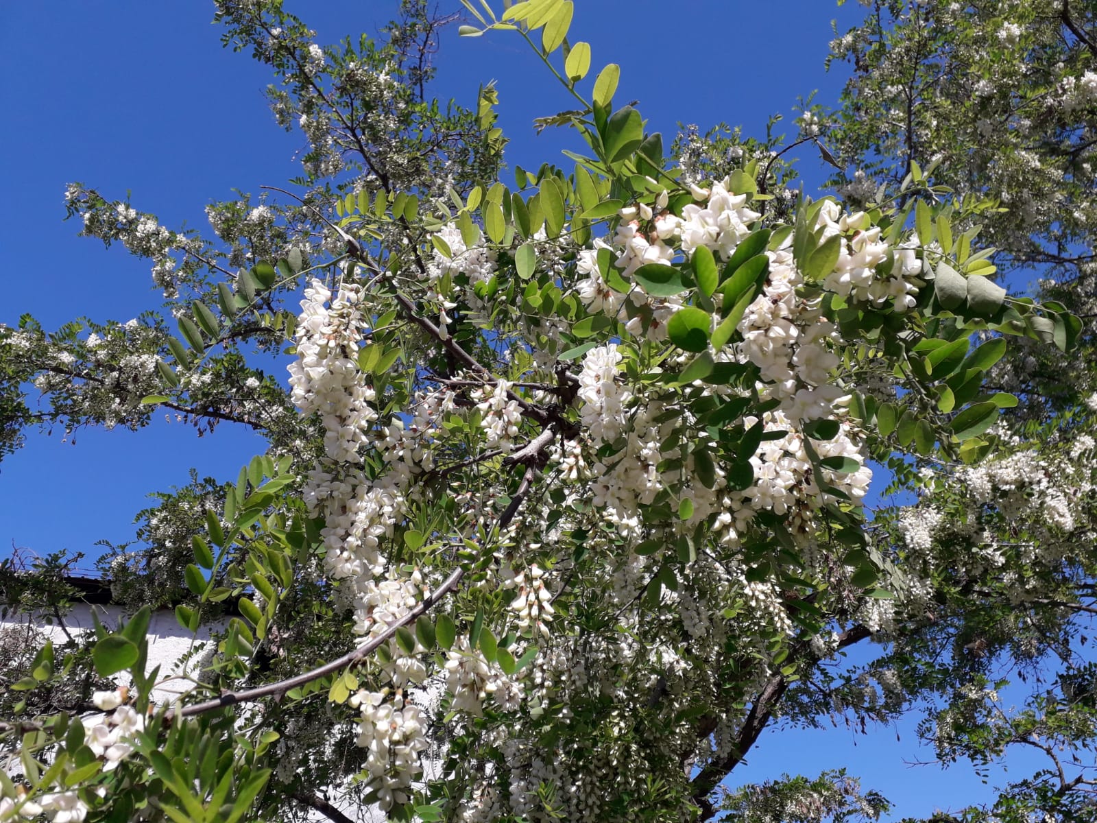 Azi despre ieri – 16 mai 2019