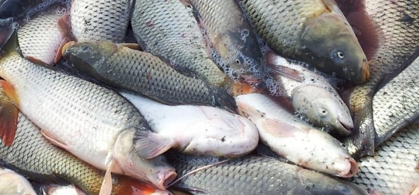 În magazinele sau restaurantele româneşti s-ar putea afla încă peşte contaminat cu metale grele