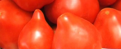 De ce unele roșii nu au gust?