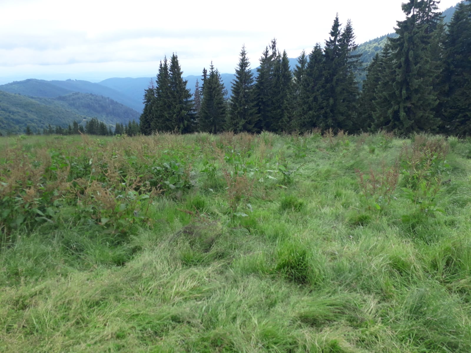 Azi despre ieri – 13 iulie 2019