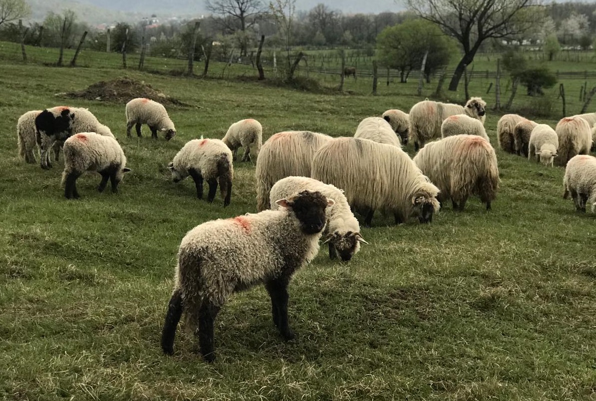 Azi despre ieri – 11 iunie 2019