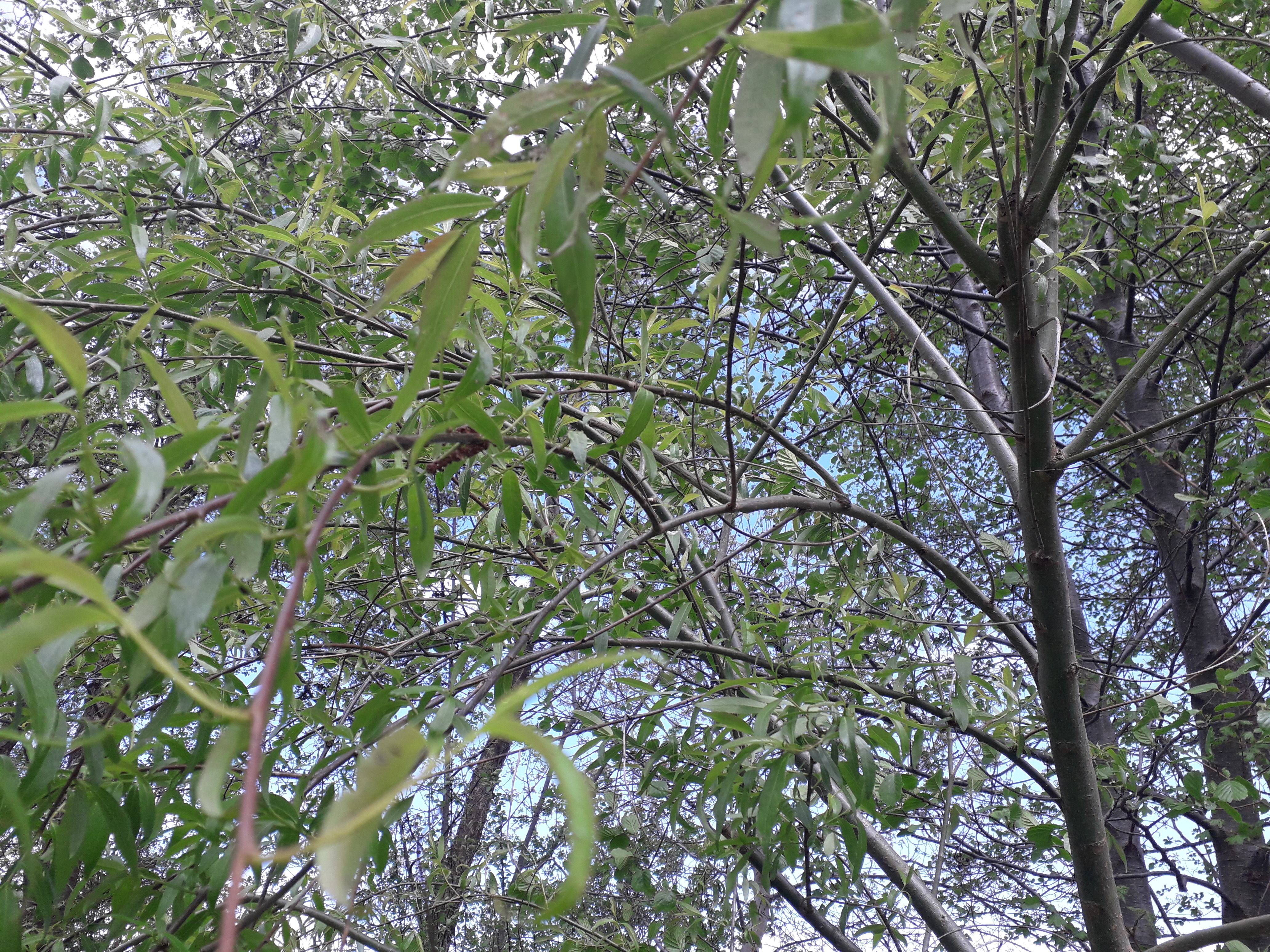 Coborârea Duhului Sfânt (audio)