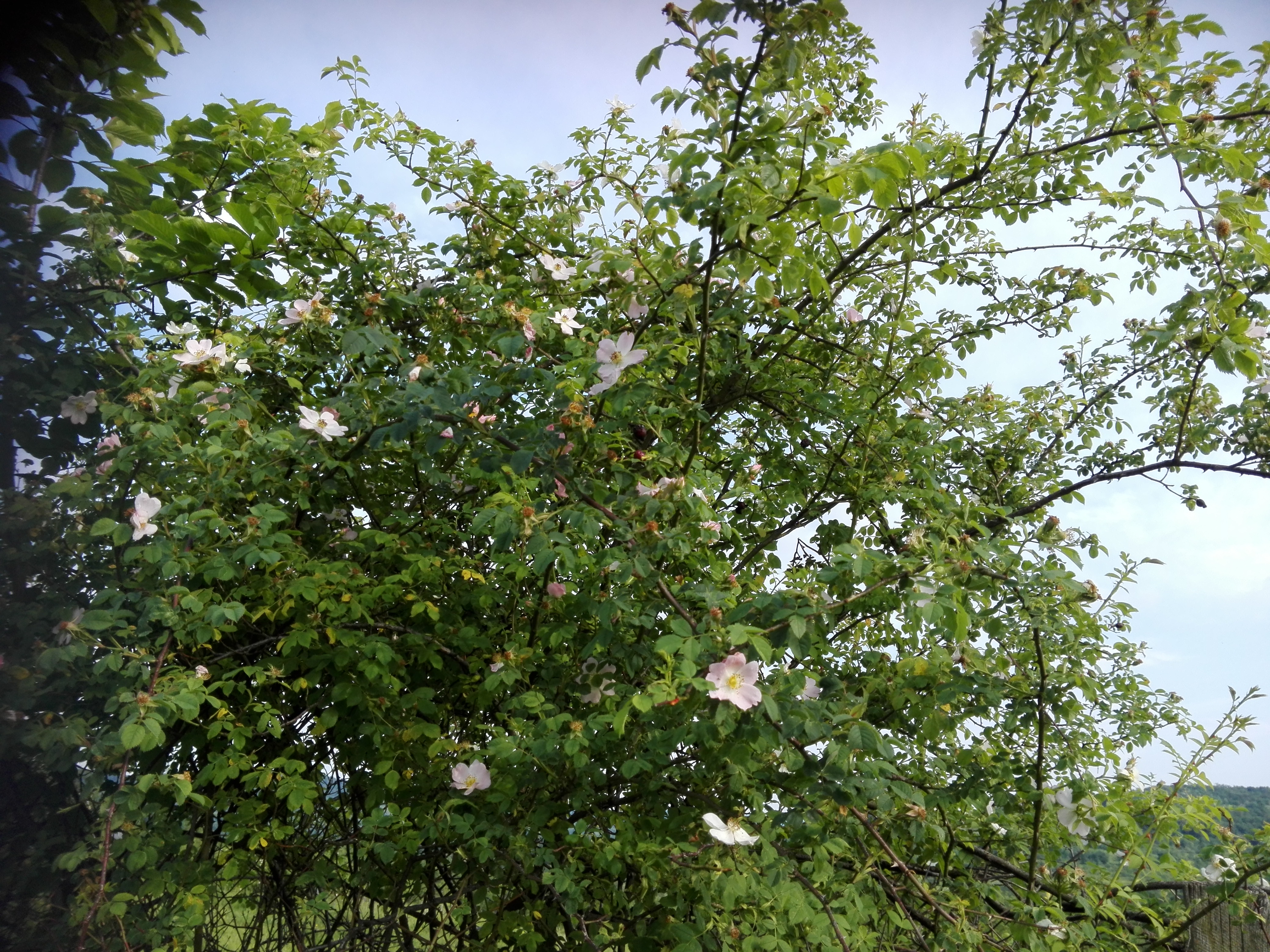 Vremea, 26/27 iunie, în Oltenia (audio)