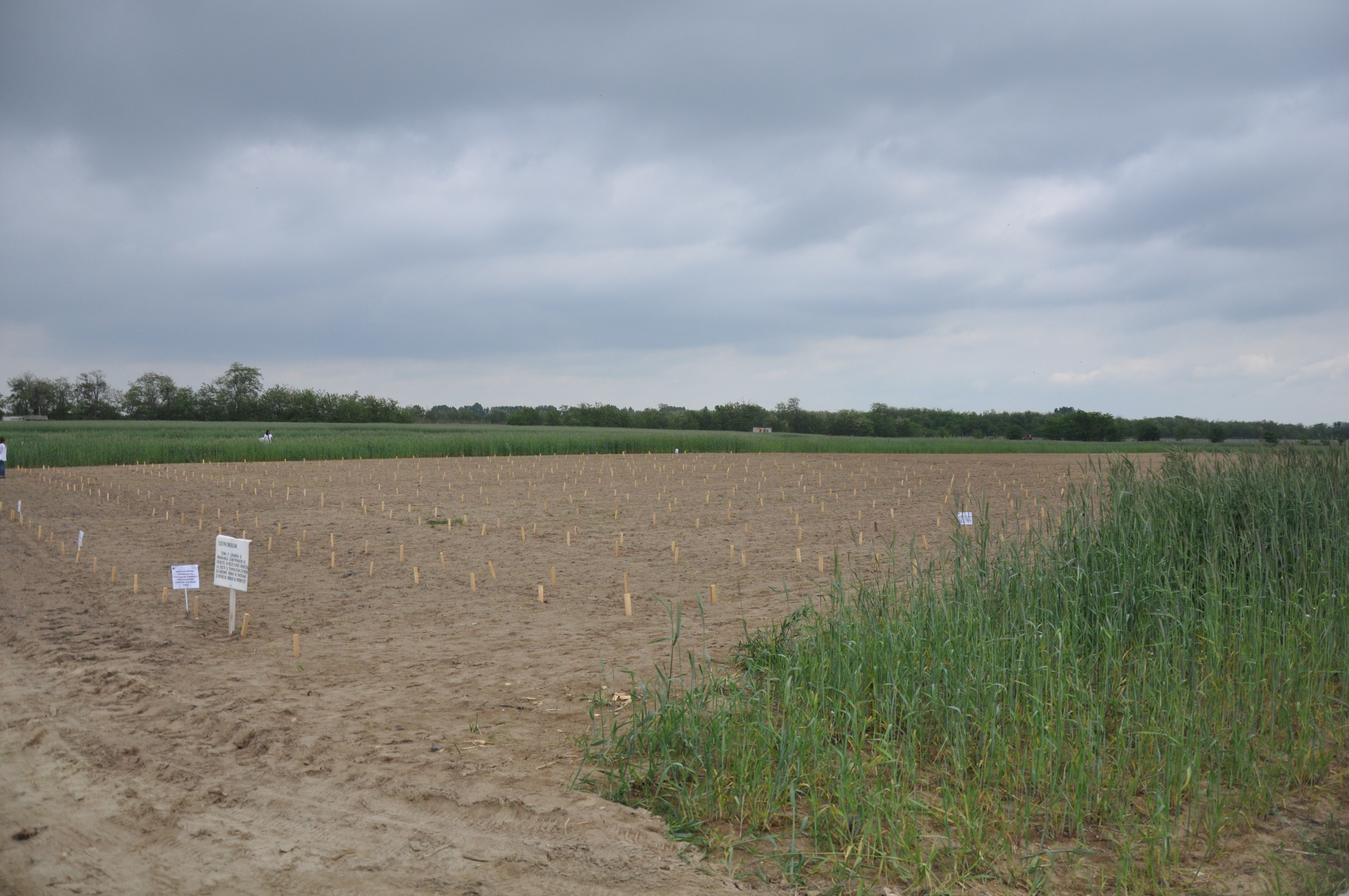 Plantație de porumb hibrid, în premieră, la Târgu-Jiu