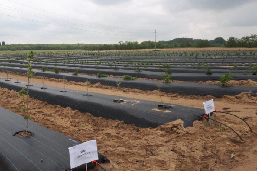 Kiwi si fistic de Dăbuleni (audio)