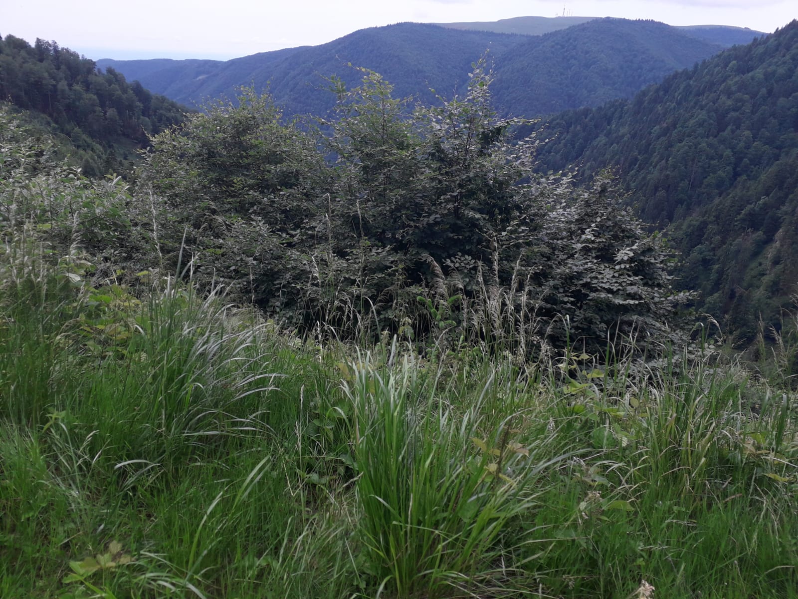 „Cotă de intervenţie” pentru 140 de exemplare de urs (audio)