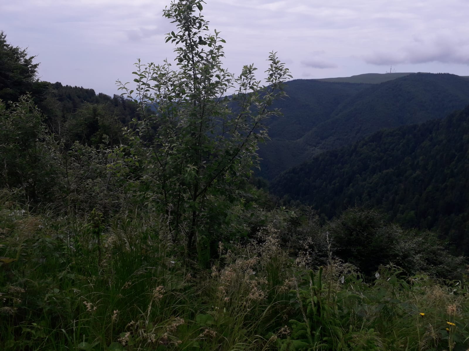 Târgul de Fete de pe Muntele Găina (audio)