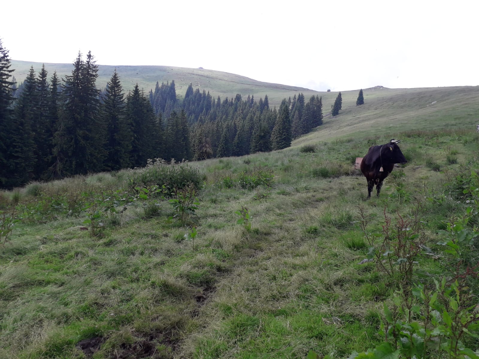Vremea, 21/22 iulie, în Oltenia