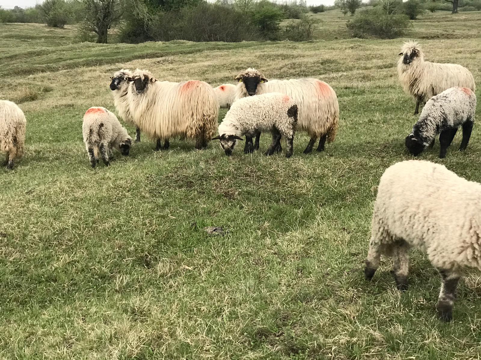 Vremea, 18/19 iulie, în Oltenia (audio)