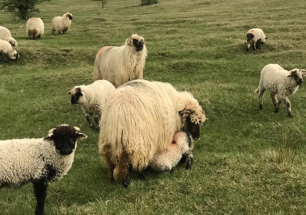 APIA efectuează plata ajutorului de stat pentru ameliorarea raselor de animale