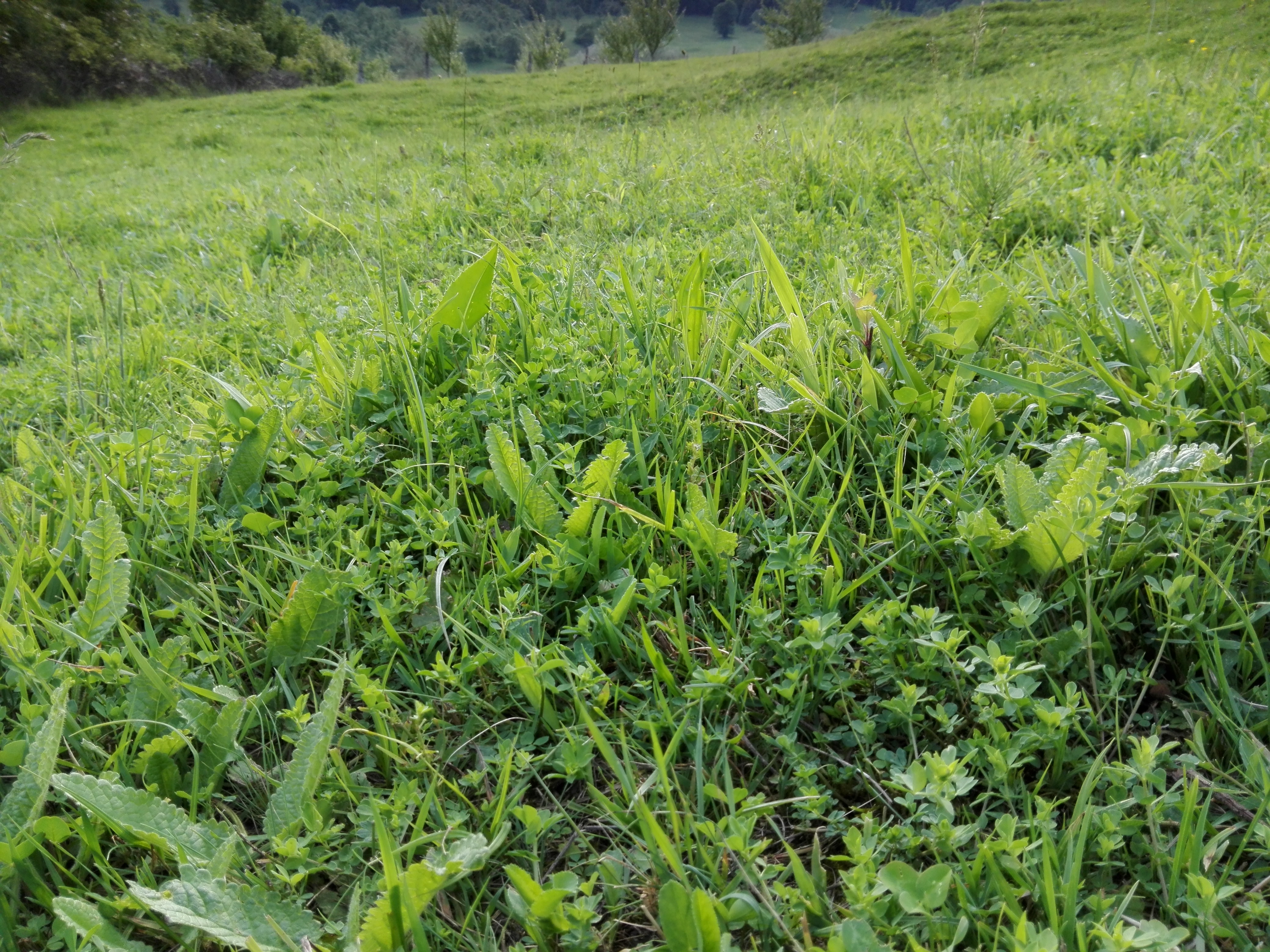 O campanie de combatere a ambroziei are loc, mâine, în toată ţara (audio)