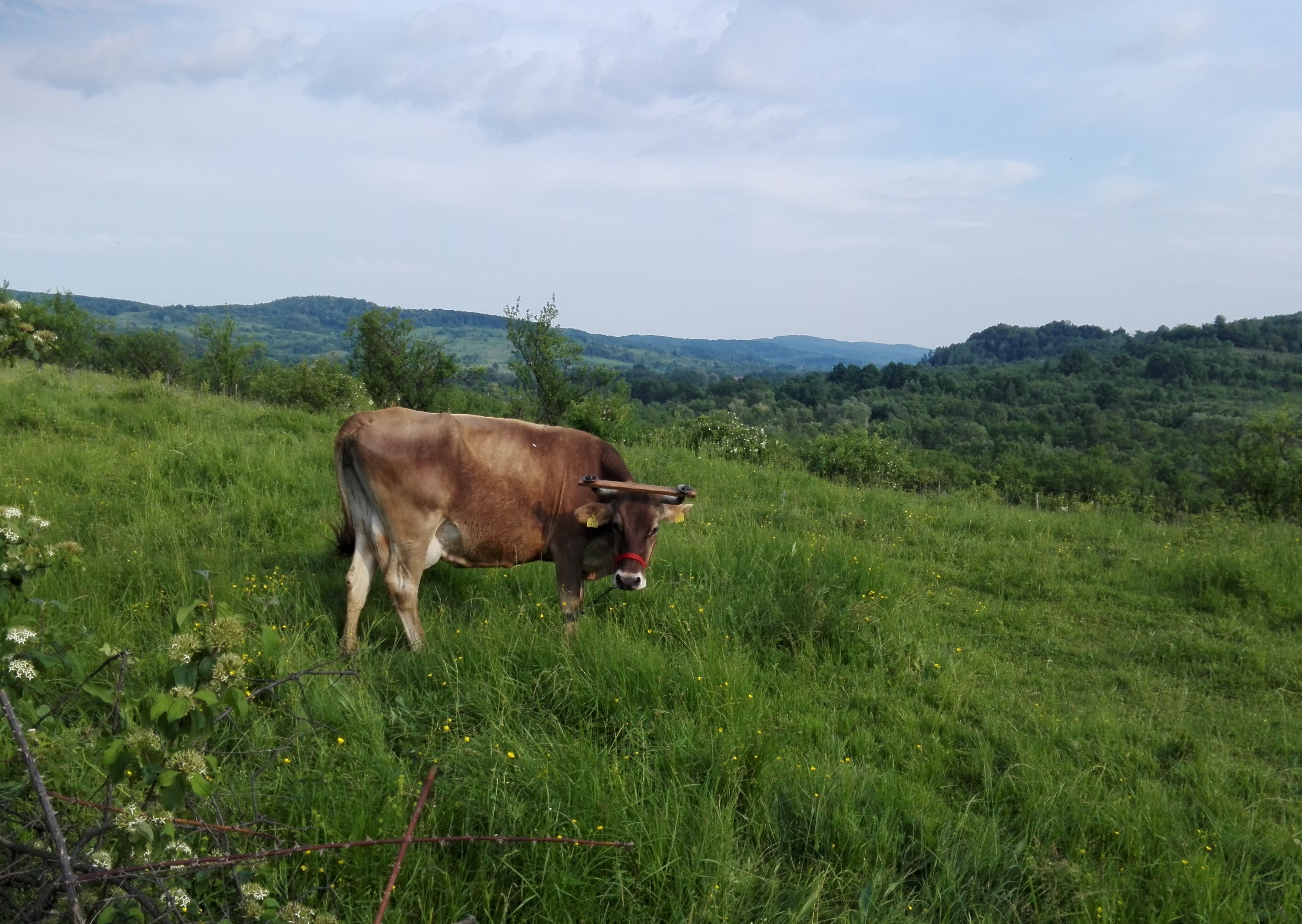 Vremea, astăzi, în Oltenia (audio)