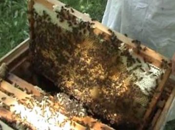 Ajutor de minimis pentru apicultori