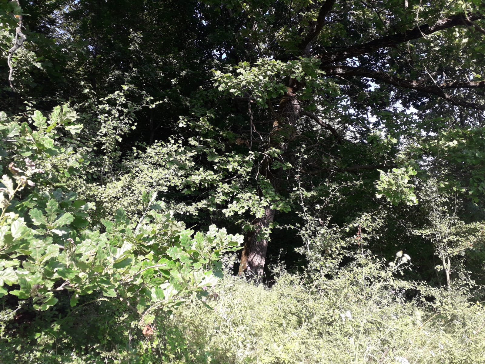 Caracal. Sunt aşteptate rezultatele percheziţiei informatice (audio)