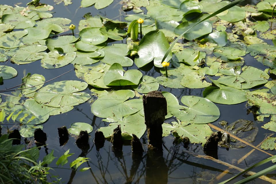 Azi despre ieri – 9 august 2019