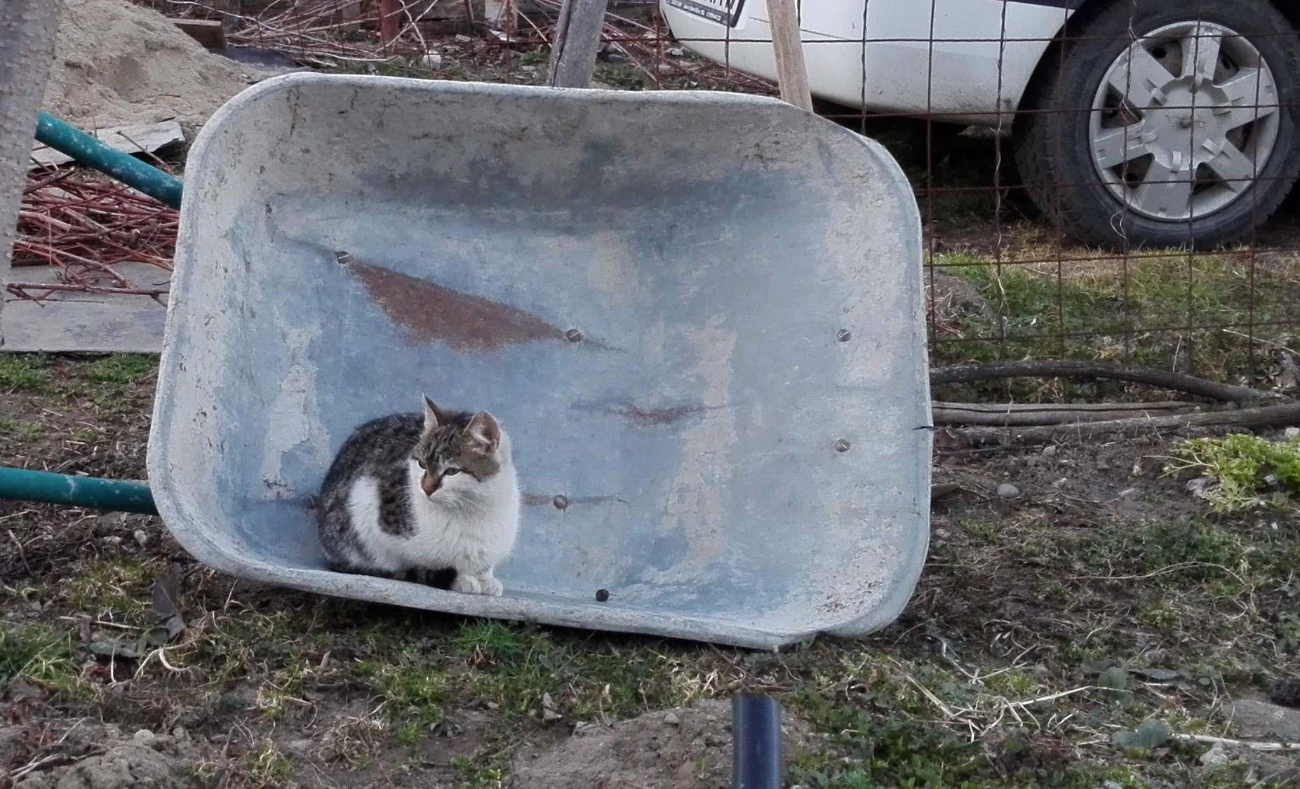 Ziua Internațională a Pisicii