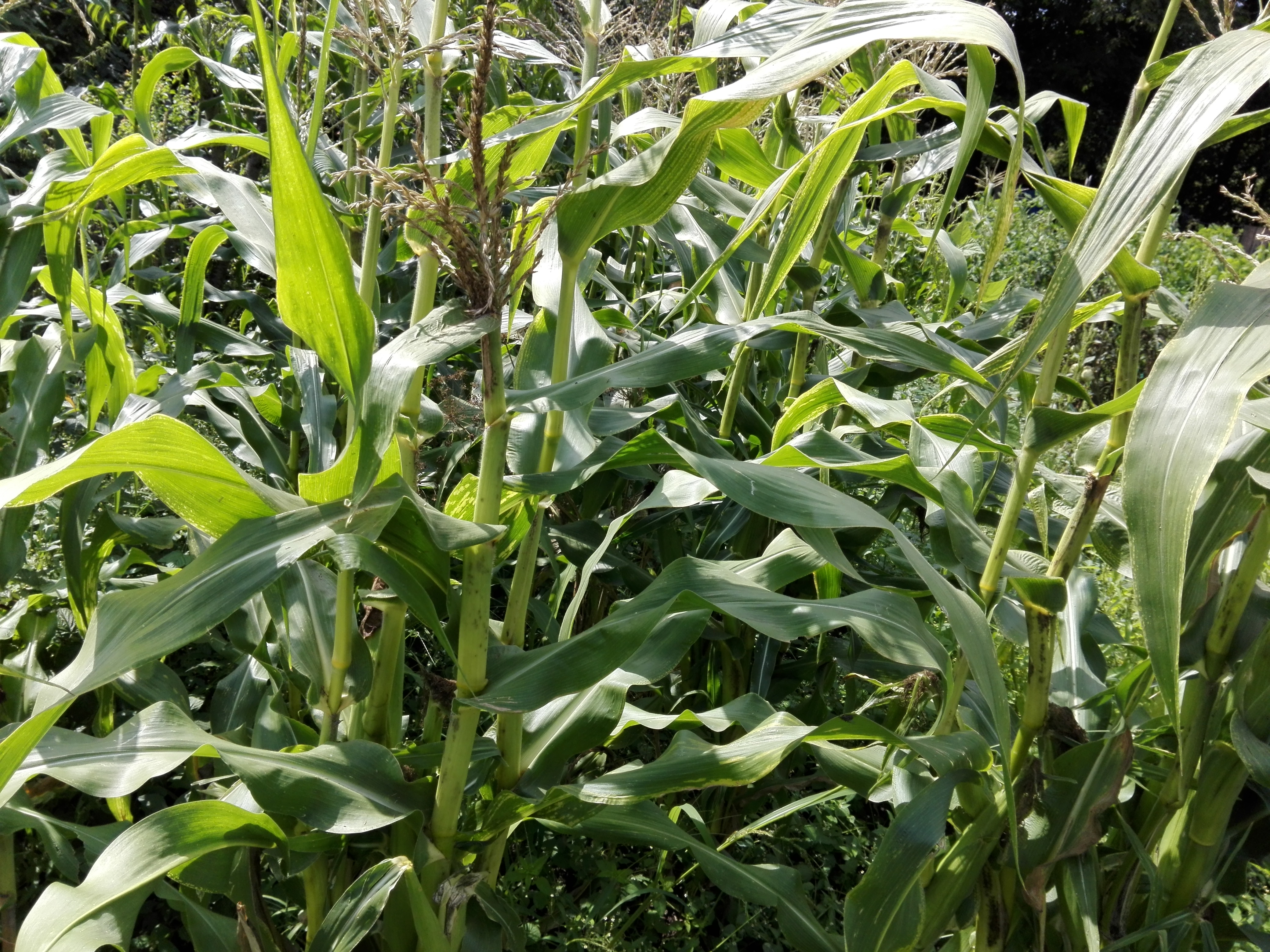 Azi despre ieri – 7 septembrie 2019