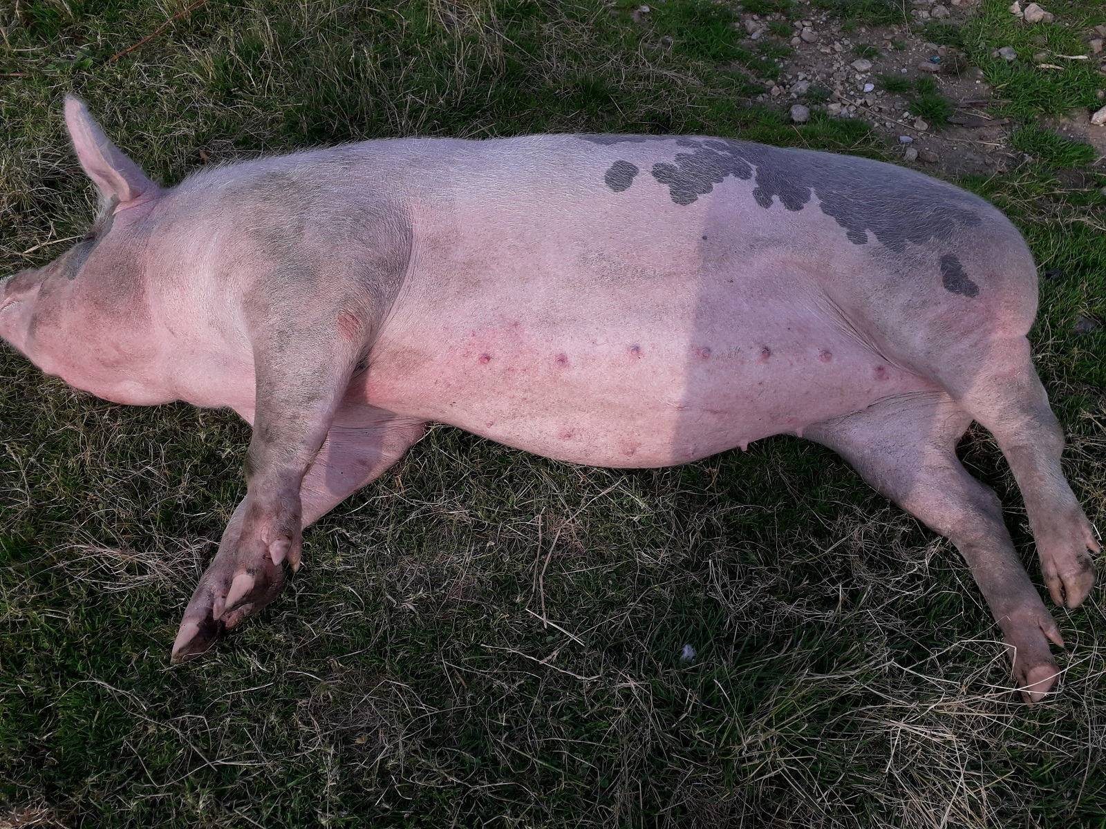 Olt: Pesta porcină africană evoluează în 23 de localităţi