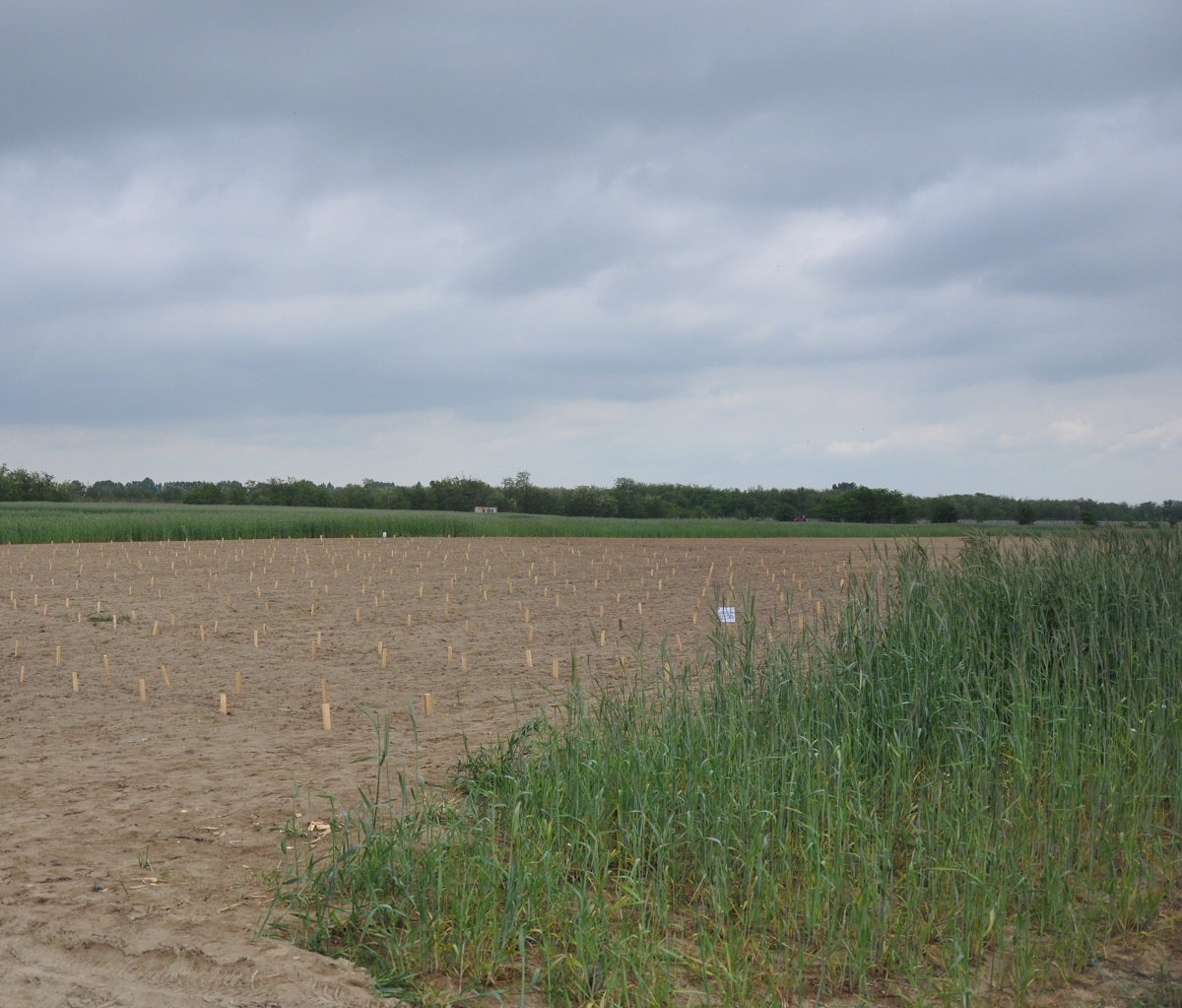 Fermierii din cooperative, întâlnire de urgență (audio)