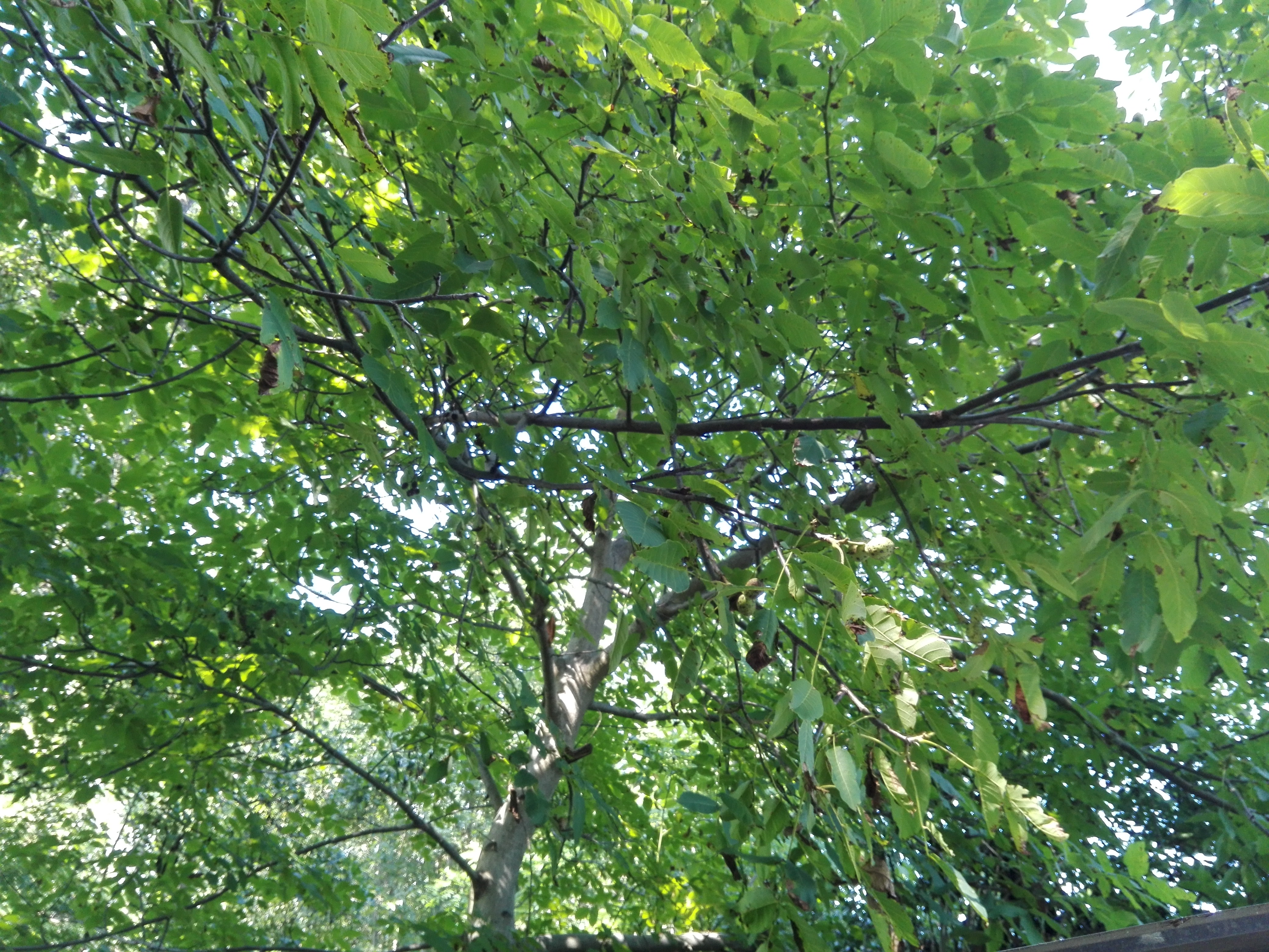 Vremea, 8/9 octombrie, în Oltenia (audio)