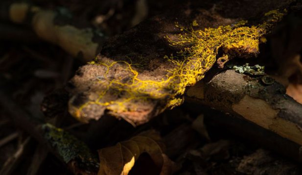 Blob, fiinţa cu 720 de sexe şi fără creier care poate învăţa