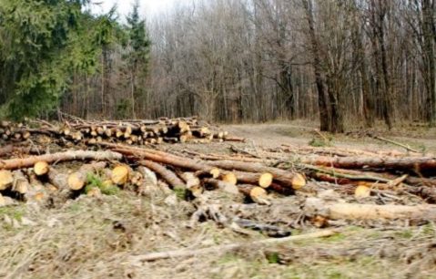 „Marşul pentru păduri” a adunat mii de oameni în Capitală şi în mai multe oraşe din ţară