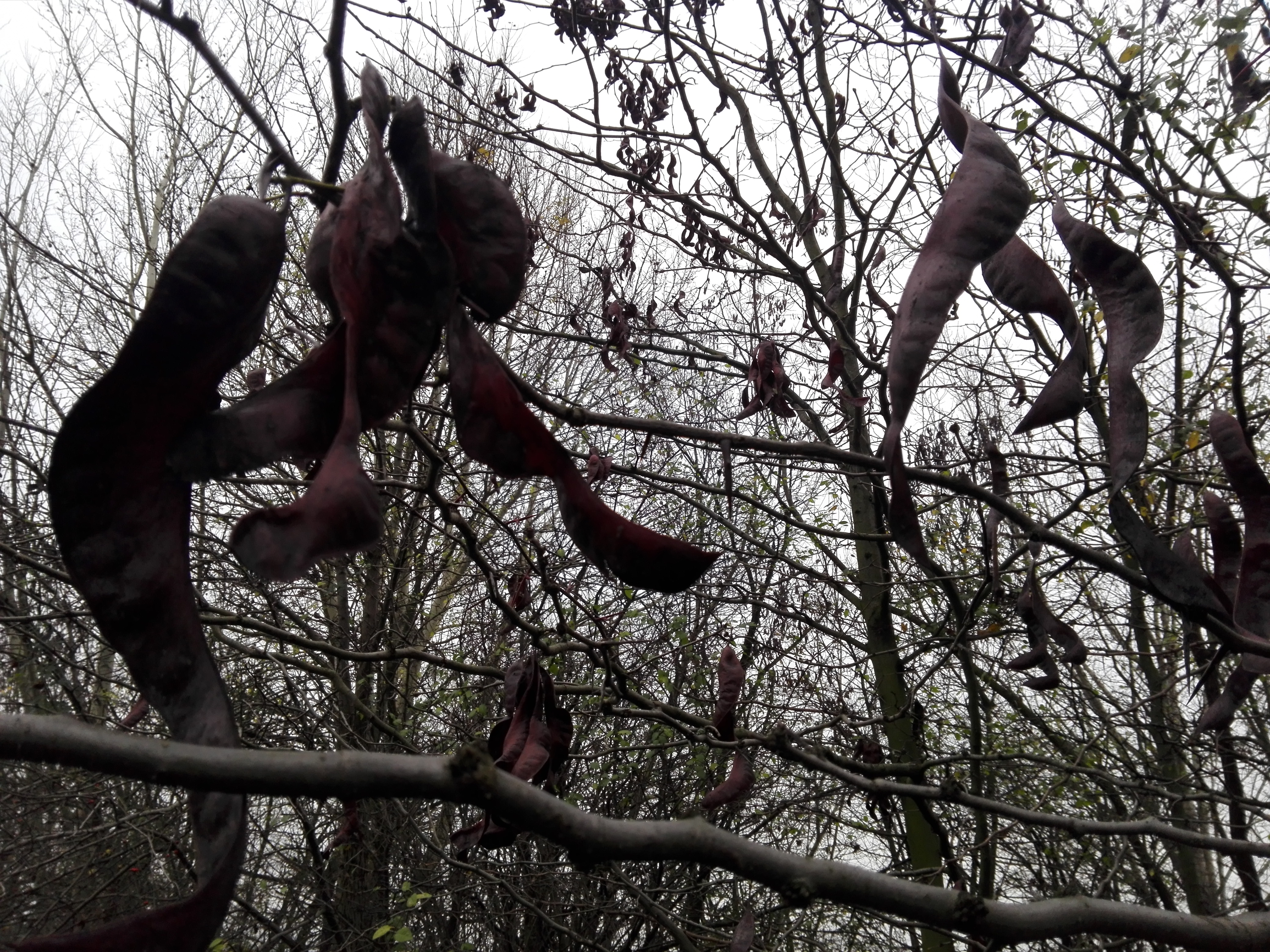 Azi despre ieri – 29 decembrie 2019