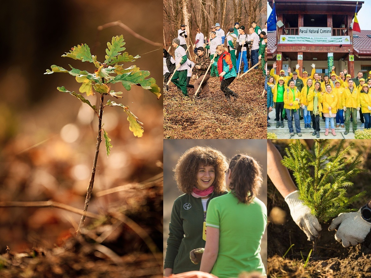 1.000.000 de puieți plantați