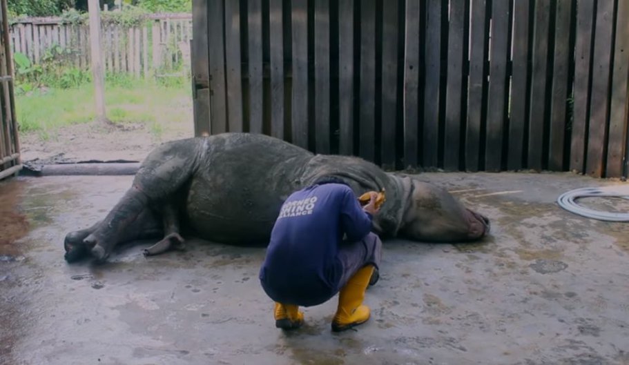 Ultimul rinocer de Sumatra din Malaezia a murit. Specia poate fi considerată dispărută acolo