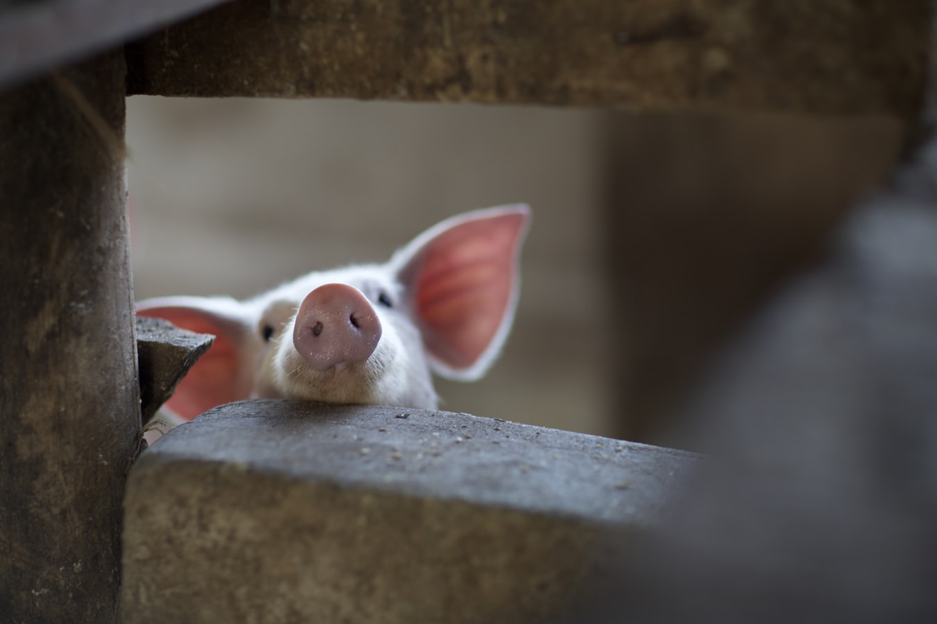 Regulă nouă înainte de Crăciun: nu poţi tăia porcul fără veterinar