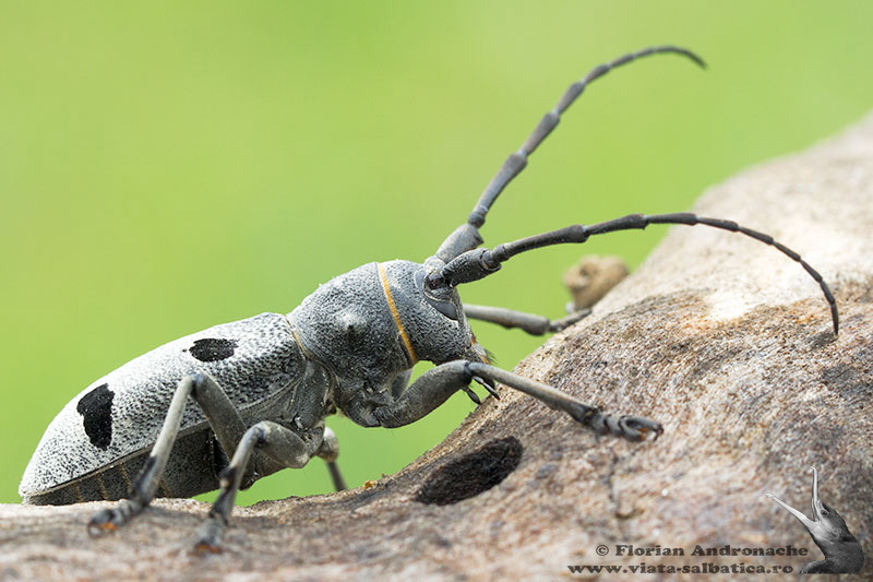 Gândacul care pune bețe-n roate!