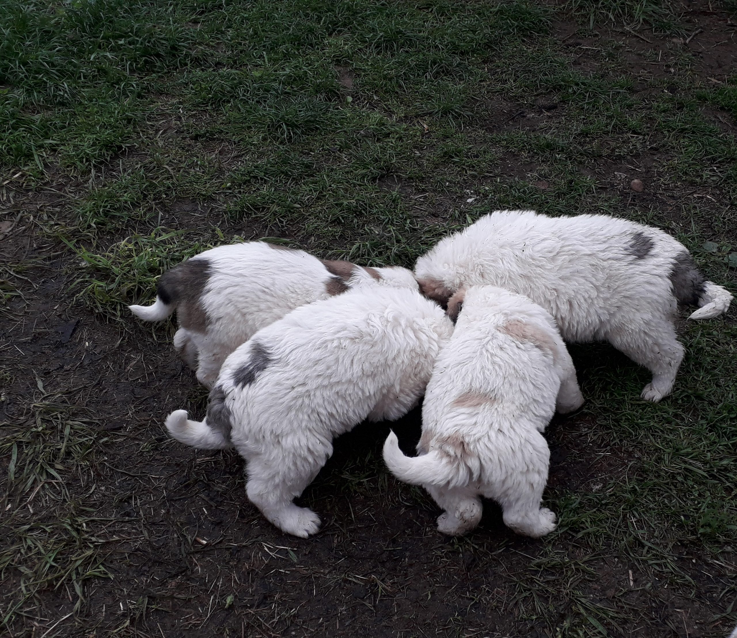 Vremea, 1/2 februarie, în Oltenia (audio)