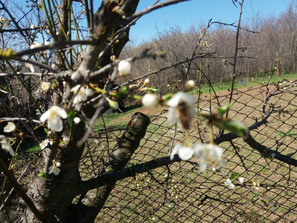 ANM: Urmează o perioadă cu vreme de primăvară