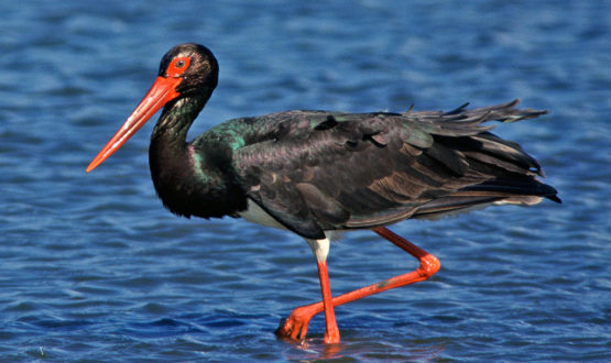 14 berze negre au fost identificate în Dolj
