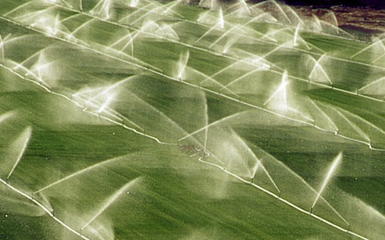 Fermierii afectați de secetă vor fi despăgubiți