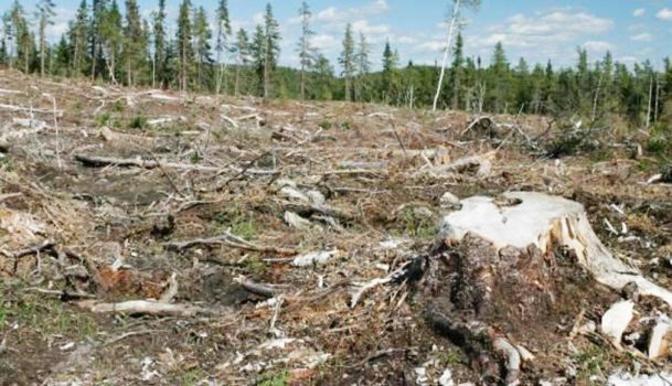 Avertisment al organizațiilor de mediu: piața lemnului, pusă la dispoziția marilor companii