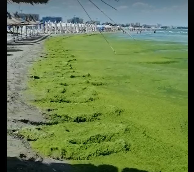 Tone de alge au fost aduse la mal, pe litoralul romanesc